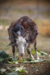 ヤギのポートレート