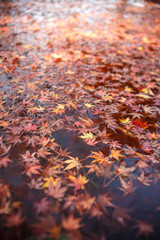 紅葉　秋イメージ