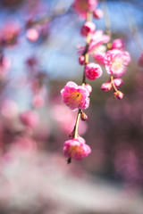 Obraz premium 紅梅、日本の早春イメージ