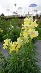 Fototapeta na wymiar yellow white flower, in the garden