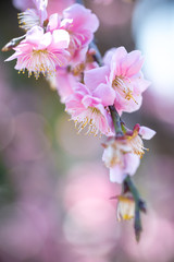 Fototapeta na wymiar 紅梅、日本の早春イメージ