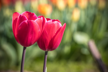 チューリップの花、春イメージ