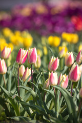 チューリップの花、春イメージ