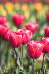 チューリップの花、春イメージ