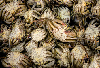 crabs. healthy and natural nutrition. Fresh fish just caught in the Venice lagoon. Natural food.