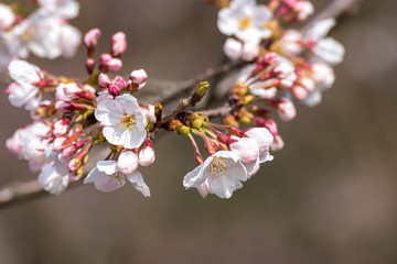 桜の花、春イメージ