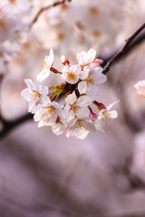 桜の花、春イメージ