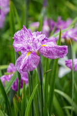 花菖蒲園、初夏イメージ