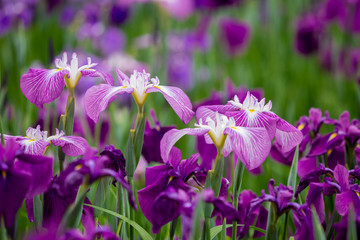 花菖蒲園、初夏イメージ