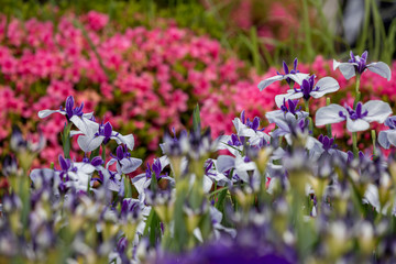 花菖蒲園、初夏イメージ