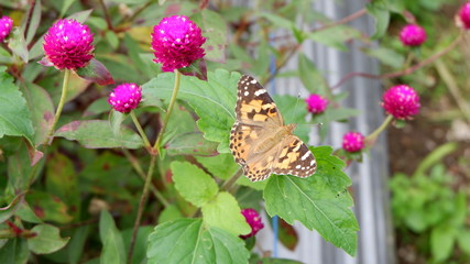 High angle view of butterfly on plant