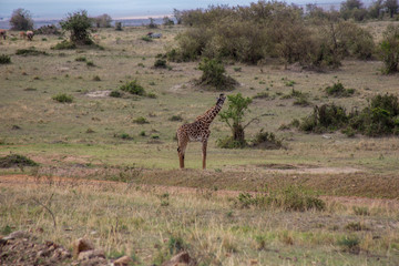 Giraffe