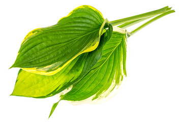 Leaves hosts isolated on white background