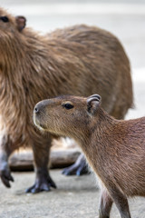 カピバラのポートレート