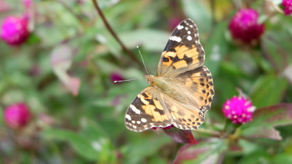 Fototapeta na wymiar High angle view of butterfly on plant