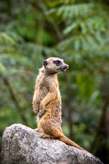 ミーアキャットのポートレート