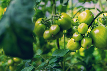 The green tomatoes on many tomato plants that have been planted by gardeners