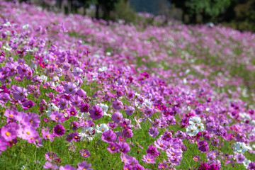 Naklejka premium コスモス畑 秋イメージ