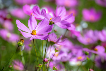 コスモス畑　秋イメージ