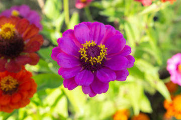 Zinnia flower. View from above