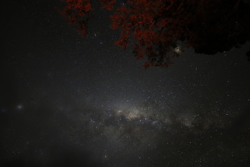 Milky way and a tree