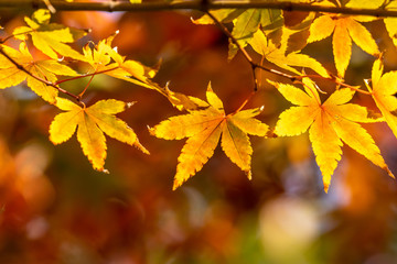 紅葉　秋イメージ