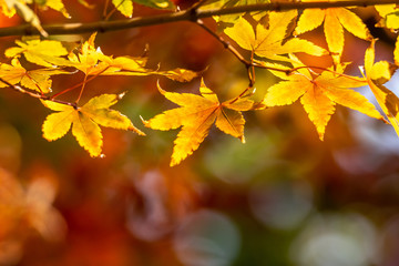 紅葉　秋イメージ