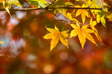 紅葉　秋イメージ