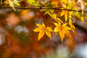 紅葉　秋イメージ