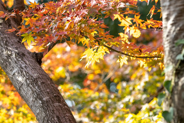 紅葉　秋イメージ