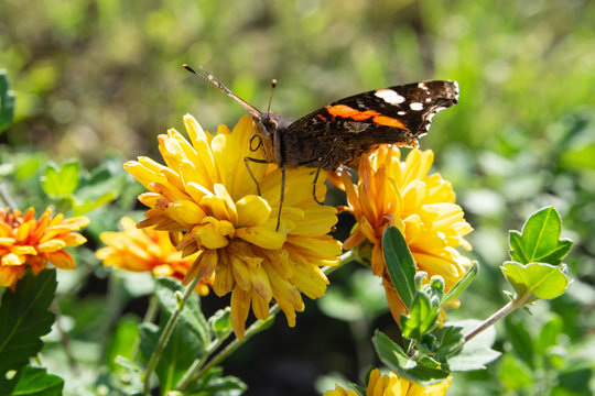 butterfly on a yellow flower. Close-up
