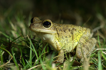 Cuban Treefrog (Osteopilus septentrionalis) in grass. Night shooting. Everglades National Park, Florida, USA