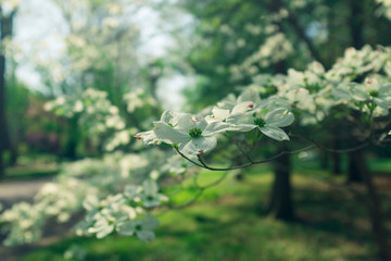 white dogwood flowers on a branch in the woods