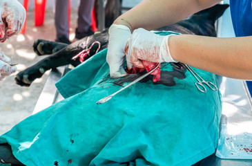 Animal surgical sterilization  by veterinary