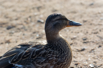 portrait of a duck