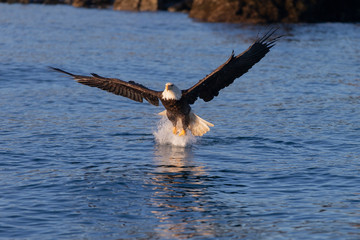 American Bald Eagle in Homer Alaska, USA