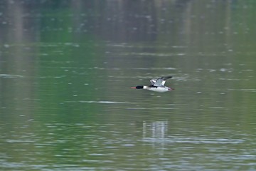 水面スレスレをさっそうと飛ぶカワアイサ