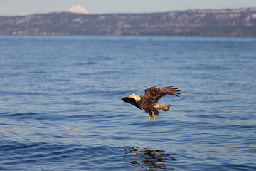 American Bald Eagle in Homer Alaska, USA