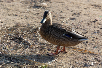 duck on the sandy beach