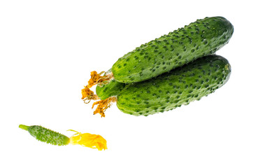 Green fresh cucumbers isolated on white background