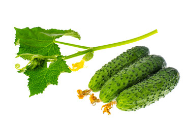 Green fresh cucumbers isolated on white background