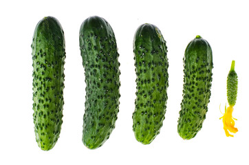 Green fresh cucumbers isolated on white background