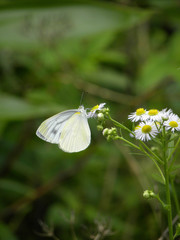 モンシロチョウ‐02