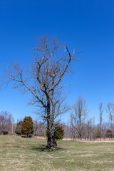 Tall Bare tree standing tall in a meadow