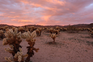 Fototapeta na wymiar Sunrise over the Cholla Cactus Garden in Joshua Tree National Park