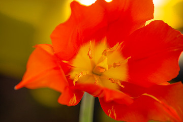 Red tulip flower, spring, nature wakes up. Close up, top view.