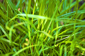 Green grass, sunny day, lawn, landscape design. Hello summer. Selective focus, place for text.
