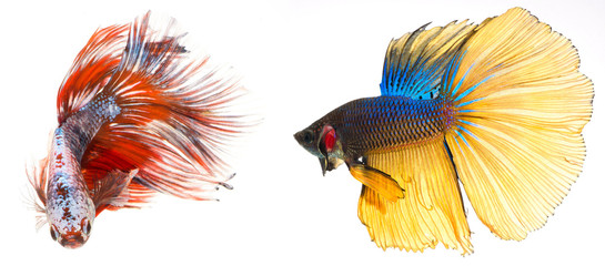 Fototapeta premium halfmoon betta fish, siamese fighting fish, betta splendens