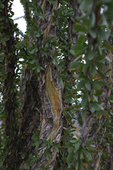 Closeup of Ocotillo Cactus green leaves