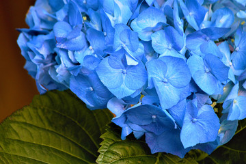 Hydrangea (lat. Hydranea), blue flower, variety. Used in landscape design. Selective focus, close-up.